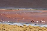 BOLIVIA 2 - Laguna Colorada - 19